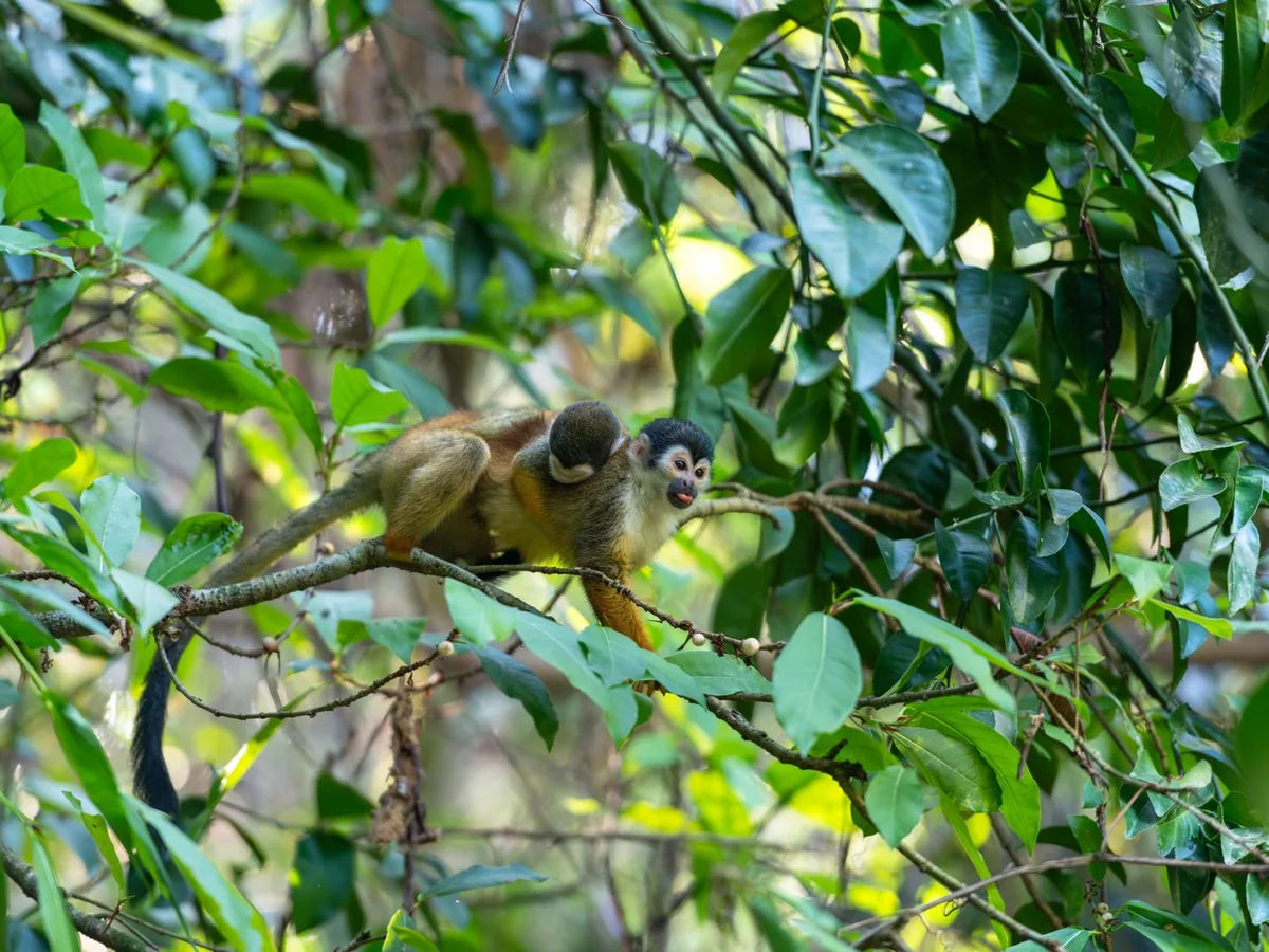 Wild squirrel monkey in a tropical forest canopy, a generic photo representing Monkey Jungle
