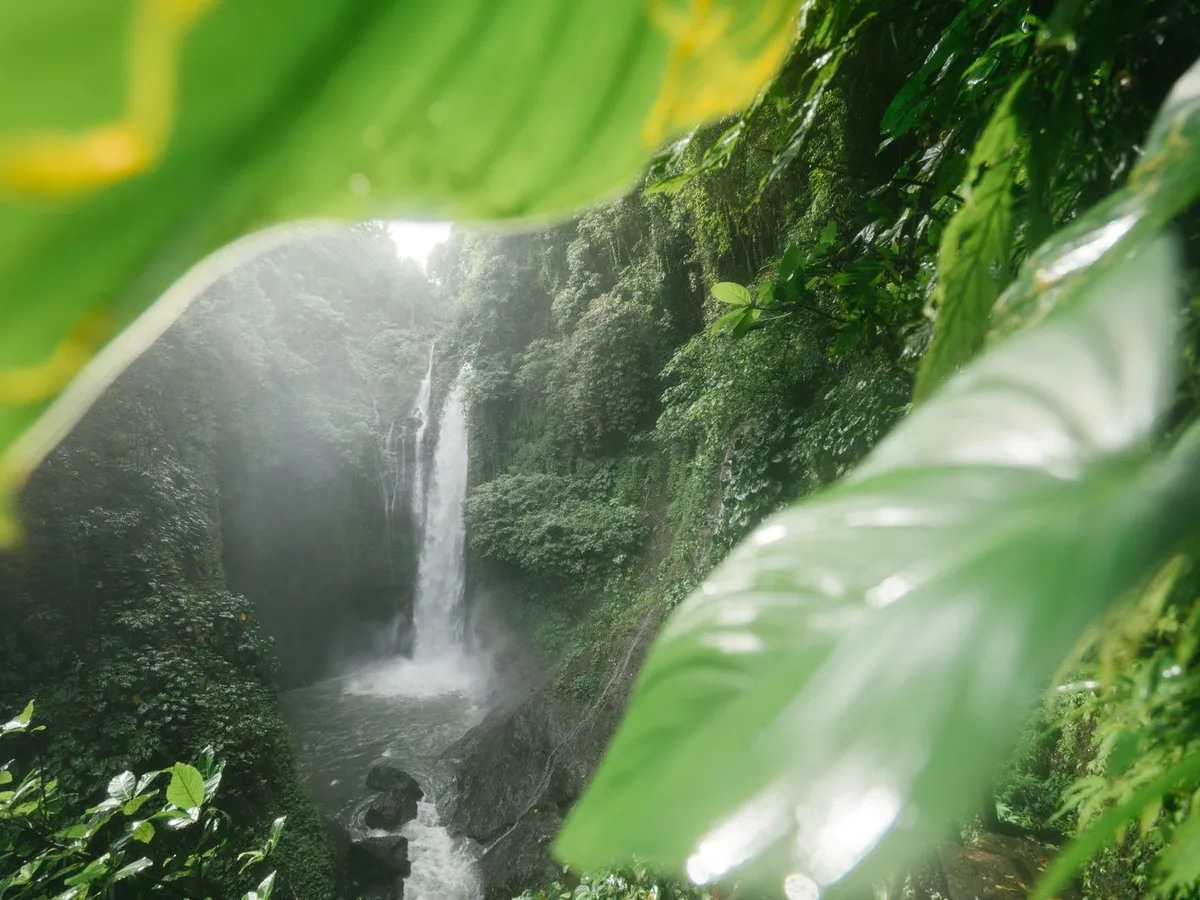 Tropical waterfall seen through jungle leaves, a generic photo representing the 27 Waterfalls of Damajagua
